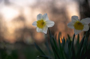 flowers part 258 by Tania Perneel