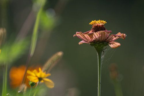Close-up of a meadow flower by JoachimD.Kruse-Photography