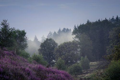 Nebliger Morgen auf der Posbank bei Arnheim