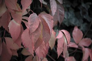 Die Farben des Herbstes in unterschiedlicher Pracht