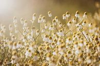 Chamomile Blooms Back Lit by Morning Sun by Imladris Images thumbnail
