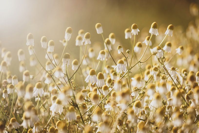 Chamomile Blooms Back Lit by Morning Sun by Imladris Images