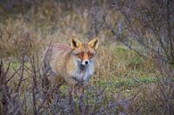 Foxy Lady van Sander Meertins thumbnail