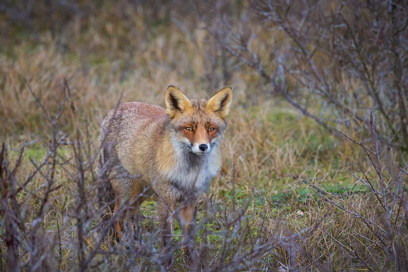 Foxy Lady par Sander Meertins