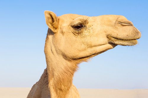 Portrait de chameau 2