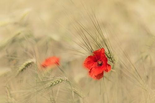 Poppy in cornfield by Ingrid Van Damme fotografie