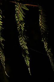 Fougères, Nouvelle-Zélande sur Nynke Altenburg