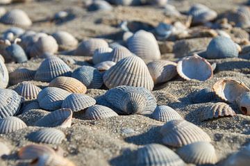 Shells on the beach by Ad Jekel