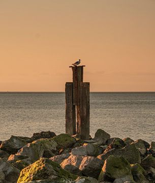 Seagull Enjoying the Sunset van Jasna Ivankovic