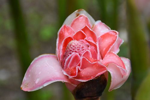 Bloem van Ecuador
