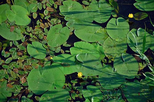Gele waterlelies in de rivier de Wetering