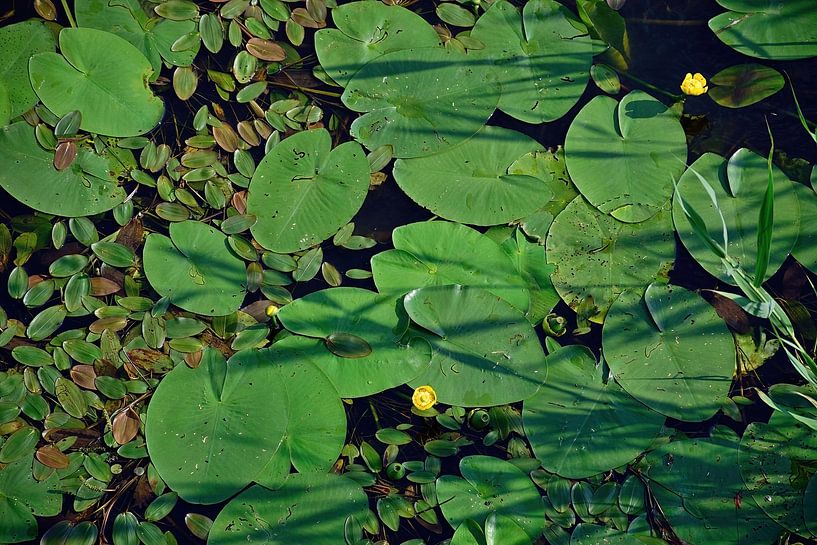 Yellow water lilies in the river Wetering by Frank's Awesome Travels