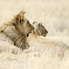 Leeuwen rustend in goudgeel gras van Melissa Peltenburg
