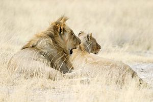 Leeuwen rustend in goudgeel gras van Melissa Peltenburg