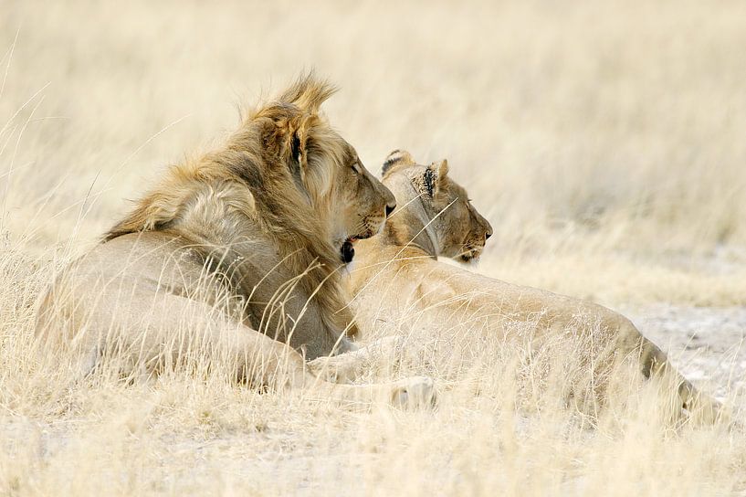 Lions au repos dans l'herbe jaune doré par Melissa Peltenburg