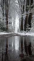 Schnee auf der Veluwe mit schöner Spiegelung