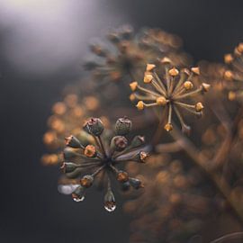 Hedera stars by Linda Doppenberg