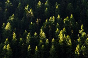 Ochtendlicht op bomen in de Zwitserse Alpen von Dennis van de Water