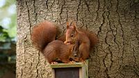 Young and playful - The Red Squirrel by Saranda in 't Veld Fotografie thumbnail