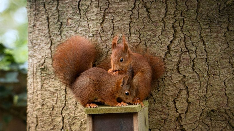 Young and playful - The Red Squirrel by Saranda in 't Veld Fotografie