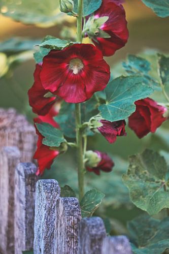 roses trémières en fleurs dans un jardin de campagne