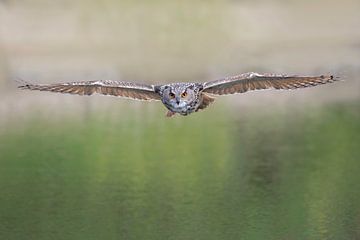 Eagle Owl Flying Frontally by Larissa Rand