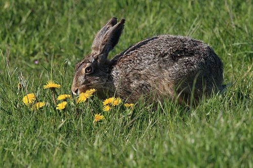Europese haas (Lepus europaeus) Eiland Texel Nederland