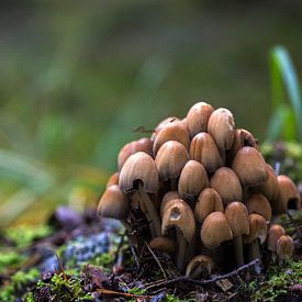 Wild mushrooms by Sergej Nickel