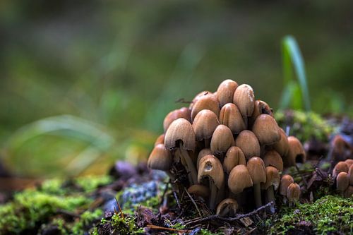 Waldpilze von Sergej Nickel