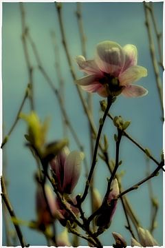 Magnolia bloesem in diffuus licht