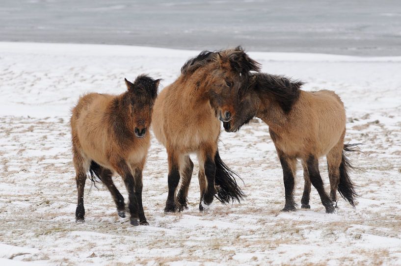 Hugging horses. by Muriel Polet