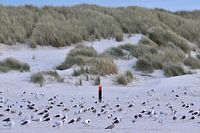 Gulls catch their rest on the beach