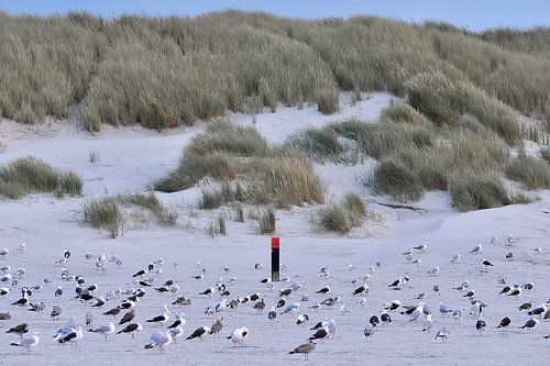 Möwen ruhen sich am Strand aus