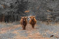 Schotse Hooglanders