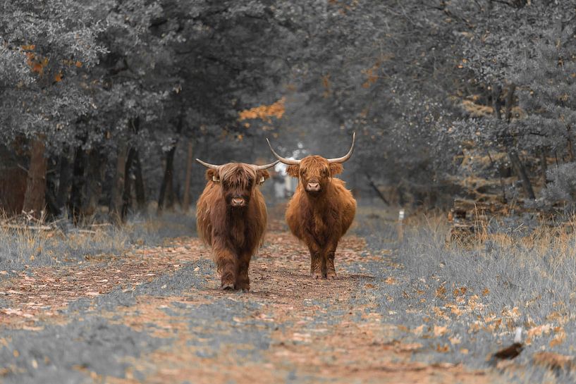 Schotse Hooglanders van Ans Bastiaanssen