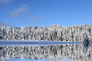 Erster Schnee im Wald von Claude Laprise