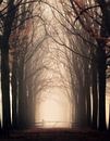Portal... by Niels Tichelaar thumbnail