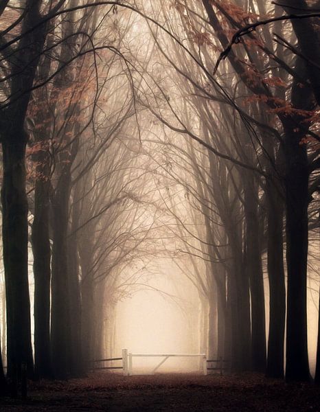Portal... by Niels Tichelaar