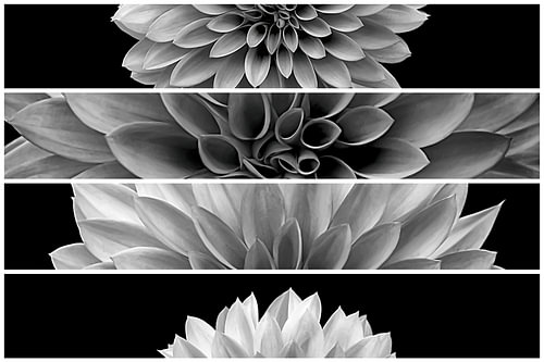 Deconstructed Portrait of a Dahlia V – Black and White