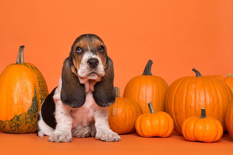 Basset pumpkin puppy by Elles Rijsdijk