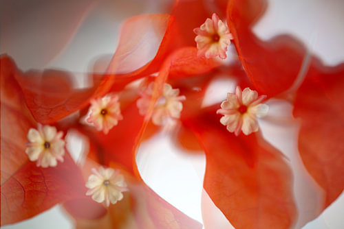 bougainvillea