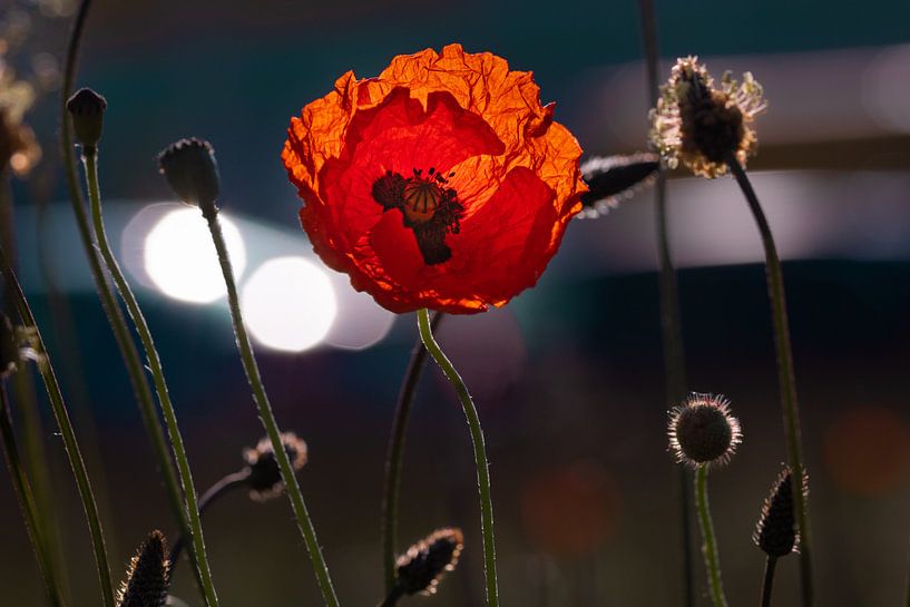 Poppy in backlight by Kurt Krause