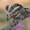 De eekhoorn in Costa Rica (Variegated squirrel). van Tim Link