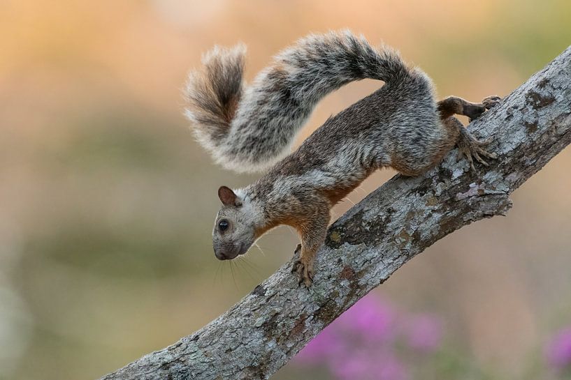 Das Eichhörnchen in Costa Rica (Variegated squirrel). von Tim Link