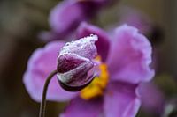 Raindrops on an Anemone