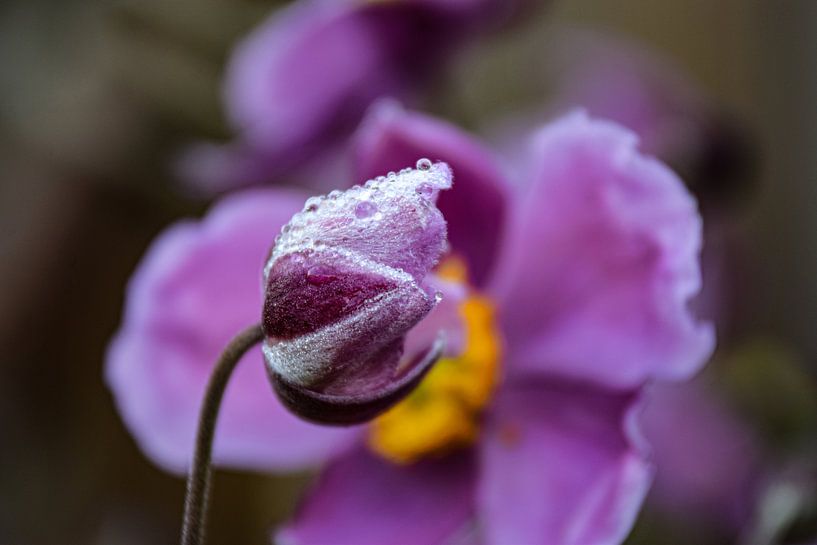 Raindrops on an Anemone by Ingrid de Vos - Boom