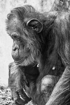 Portret van een oude chimpansee (zwart-wit) van Fotografie Jeronimo