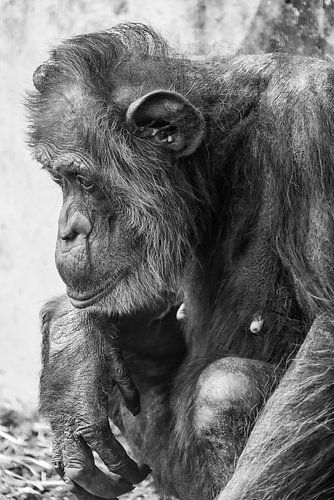 Portret van een oude chimpansee (zwart-wit)
