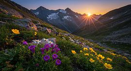 Incandescence des Alpes et splendeur des fleurs au crépuscule sur ButterflyPix