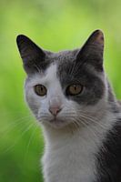 a cat